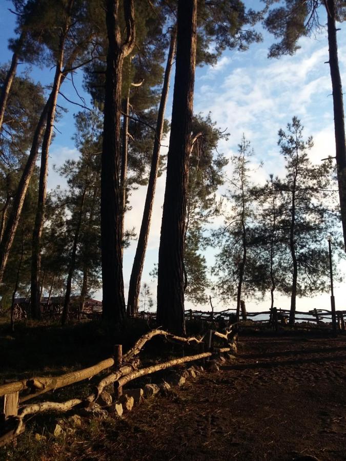 Готель Гостевой дом Фазенда Піцунда Екстер'єр фото